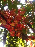 Shower flower